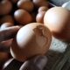 Harga Lebih Murah, Telur Retak Kini Diburu Pembeli
